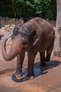 Çamurla kaplı bir Asya fili yaz sıcağında serinlerken gövdesini kıvırtır..