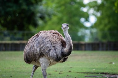Çimenli bir alanda tüylü tüylerini ve uzun boynunu gösteren bir rhea alarmda durur. Yumuşak doğal ışık, açık bir ortamda onun özelliklerini vurgular..