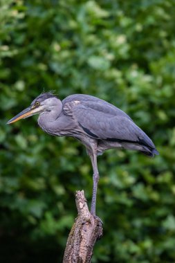 Gri balıkçıl, uzun gagasını ve parlak yeşil arka planda parlak tüylerini gösteren bir kütüğe tünemiş..