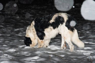 Karlı bir gecede başı kara gömülü büyük siyah beyaz bir köpek. Sahne, huzurlu bir kış ortamında neşeli bir merak yakalıyor. Etrafına kar taneleri yavaşça düşüyor..