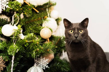 Beyaz ve altın süslemelerle süslenmiş yapay yeşil bir Noel ağacının yanında oturan sarı gözlü ev kedisinin portresi..