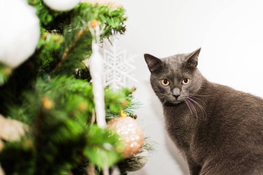 Kameraya odaklanan dekore edilmiş bir Noel ağacı tarafından kısmen gizlenmiş sarı gözlü bir ev kedisinin portresi.