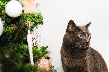 Evcil, gri, sarı gözlü bir kedinin, süslü bir Noel ağacının yanında kar tanesi süslemesi olan bir kedinin yakın çekimi..
