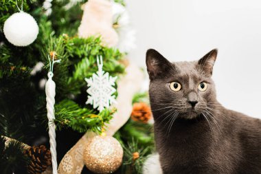 Evcil bir gri kedinin yakın plan çekimleri, ilginç bir şekilde sağına bakıyor, ön planda ve arka planda zengin bir Noel ağacı var..