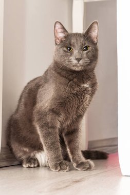 Sarı gözlü yerli gri kedi, dikey ışık duvarları arasında, ahşap bir zeminde tetikte bekliyor..