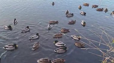 Soğuk bir gölde birlikte yüzen ördeklerin huzurlu manzarası. Etrafı buzla çevrili. Vahşi yaşamın güzel anları kış mevsiminde devam eder. Anchorage, Alaska.