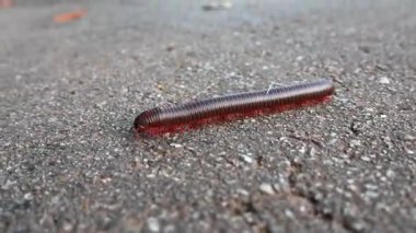 Macro 'nun Kuzey Carolina' da yürüyen Amerikan kırkayağı görüntüsü. Narceus americanus 'u kapatın..