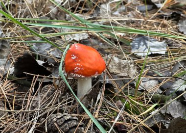 Ormandaki Kızıl Güzel