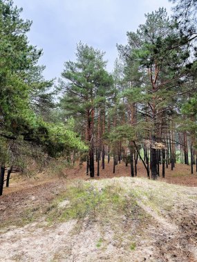 Çam Ormanının Fısıltıları