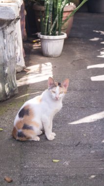 Ciddi bir bakışla kameraya bakan bir kedinin fotoğrafı..