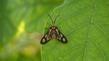 Hbner 'ın Yabanarısı Güvesi' nin fotoğrafı. Bir yaprağın üzerinde dinlenirken çekilmiş yakın plan bir fotoğraf. Las Pinas, NCR, Filipinler 'den alındı..