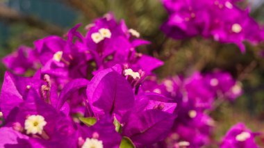 Mor begonvil çiçeklerinin bir fotoğrafı. Las Pinas, NCR, Filipinler 'den alındı..