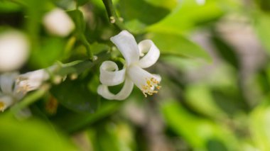 Filipinler 'deki kalamansi gibi bir narenciye çiçeğinin fotoğrafı. Las Pinas, NCR, Filipinler 'den alındı..