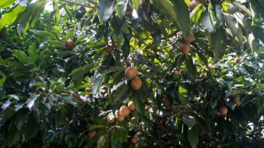 Bu meyveler yaygın olarak chico veya chiku (özellikle Filipinler ve Asya 'nın bazı bölgelerinde), nazeberry, nispero veya sapota olarak adlandırılır..