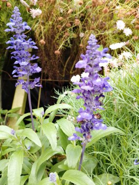 Cameron Highlands, Pahang, Malezya - 20 Haziran 2025 Görüntü Salvia farinacea 'yı gösteriyor. Mealycup adaçayı ya da mavi adaçayı olarak da bilinir.