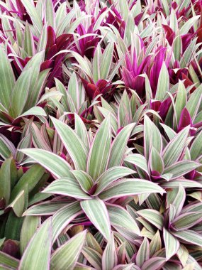 Cameron Highlands, Pahang, Malezya - 20 Haziran 2025 Görüntüdeki bitki, istiridye bitkisi olarak da bilinen beşikteki Musa veya Tradescantia spathacea 