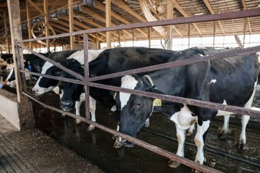 Modern bir ahırın içinde duran siyah beyaz süt inekleri. Ahşap çatı yapısı ve metal çitleri olan temiz ve parlak bir çiftlik ortamı. Endüstriyel çiftlik hayvanları, süt üretimi ve tarım kavramı. Yüksek kalite fotoğraf