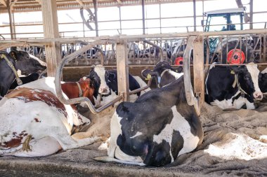Holstein ve kahverengi süt inekleri modern bir ahırda dinleniyor. Kum döşeli ve havalandırması iyi. Profesyonel bir çiftlikte hayvan refahı, sürdürülebilir mandıra ve çiftlik hayvanı bakımı kavramı. Yüksek kalite fotoğraf