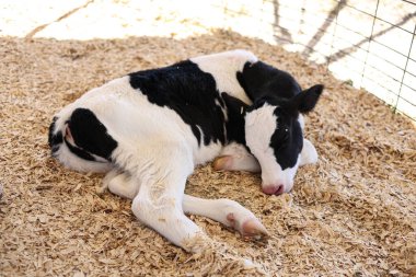 Yenidoğan Holstein buzağı ahırdaki temiz samandan bir yatak üzerinde dinleniyor. Hayvan bakımı, mandıra çiftliği ve sürdürülebilir çiftlik hayvanları yönetimi kavramı. Yüksek kalite fotoğraf