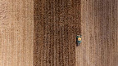 Hasat mevsiminde mısır tarlasını kesen hasat makinesinin tepeden tırnağa görüntüsü. Modern tarım, mahsul üretimi ve tarım makineleri iş başında.