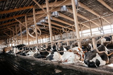 Modern süt çiftliği. Holstein inekleri temiz bir ahırda dinleniyor. Doğal ışık, havalandırma vantilatörleri ve sürdürülebilir tarım ve hayvan refahını gösteren ahşap yapısı olan ahırlarda yatan çiftlik hayvanları. Yüksek kalite fotoğraf