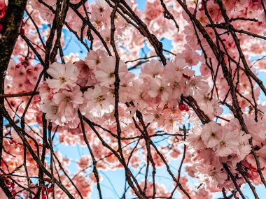 Alttan çekilen narin taç yaprakları ve dallarla çevrili pembe kiraz çiçeklerinin yakın çekimi ilkbaharın güzelliğini çağrıştırıyor..