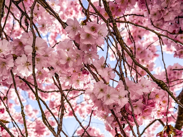 Alttan çekilen narin taç yaprakları ve dallarla çevrili pembe kiraz çiçeklerinin yakın çekimi ilkbaharın güzelliğini çağrıştırıyor..