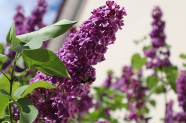 Leylak çiçekleri üzerindeki yaban arısı, arı tozlaşan leylakların yakın çekimi, bahar mevsimi doğası, çiçek açan mor leylaklar, çiçeklerden nektar toplayan arılar..