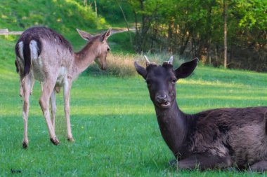 Ormanda iki genç geyik, biri dinleniyor ve biri ayakta, barışçıl vahşi yaşam sahnesi, doğada yavru geyikler, doğal yaşam alanı, sakin geyik fotoğrafları, vahşi yaşam..
