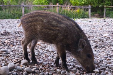 Yaban domuzu orman zeminini keşfediyor, doğal habitatında çakıl ve yapraklarla besleniyor, yaban domuzlarının karakteristik özelliklerini ve çevresini vurguluyor..