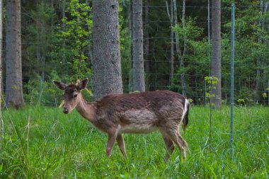 Bir geyik yeşil bir çayırda duruyor..