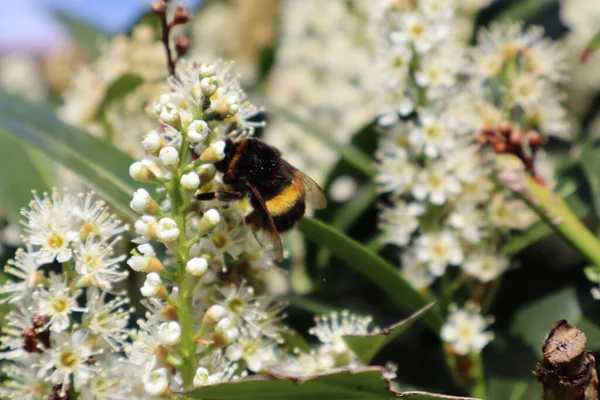 Bumblebee 'nin polen saçan beyaz çiçekleri, çiçekleri arıya yakın plan, baharda doğa, canlı arı çiçeklerden nektar toplaması, çiçek açan böcekler..