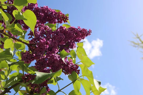 Leylak çiçekleri üzerindeki yaban arısı, arı tozlaşan leylakların yakın çekimi, bahar mevsimi doğası, çiçek açan mor leylaklar, çiçeklerden nektar toplayan arılar..