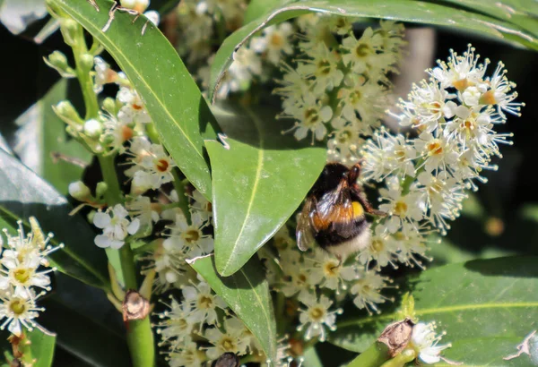Beyaz çiçeklerdeki yaban arısı, arıya yakın çekim, çiçeklerdeki nektarları toplamak, ilkbahar doğası, çiçeklerdeki arıların makro çekimi.