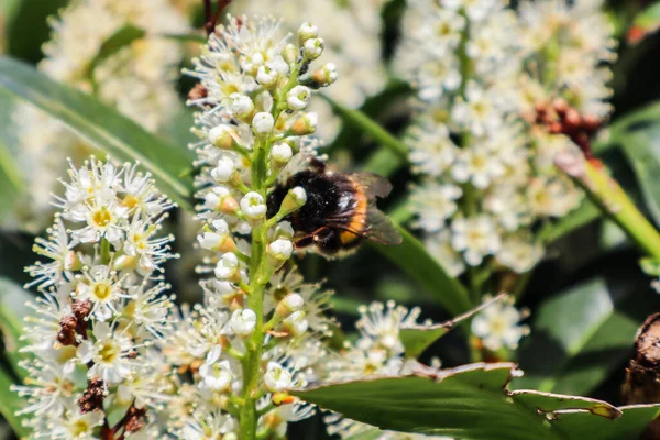 Beyaz çiçeklerdeki yaban arısı, arıya yakın çekim, çiçeklerdeki nektarları toplamak, ilkbahar doğası, çiçeklerdeki arıların makro çekimi.