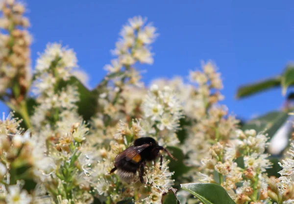 Beyaz çiçeklerdeki yaban arısı, arıya yakın çekim, çiçeklerdeki nektarları toplamak, ilkbahar doğası, çiçeklerdeki arıların makro çekimi.