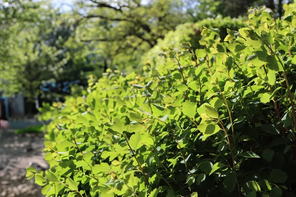 Güneş ışığında taze yeşil yapraklar, canlı bir bitkinin yakın çekimi, yumuşak odaklı doğa fotoğrafçılığı, bahçede yemyeşil yapraklar, ilkbahar yaprakları..