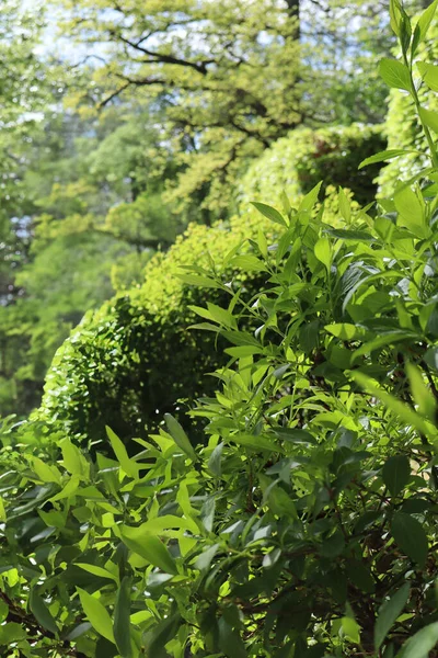 Güneş ışığında taze yeşil yapraklar, canlı bir bitkinin yakın çekimi, yumuşak odaklı doğa fotoğrafçılığı, bahçede yemyeşil yapraklar, ilkbahar yaprakları..
