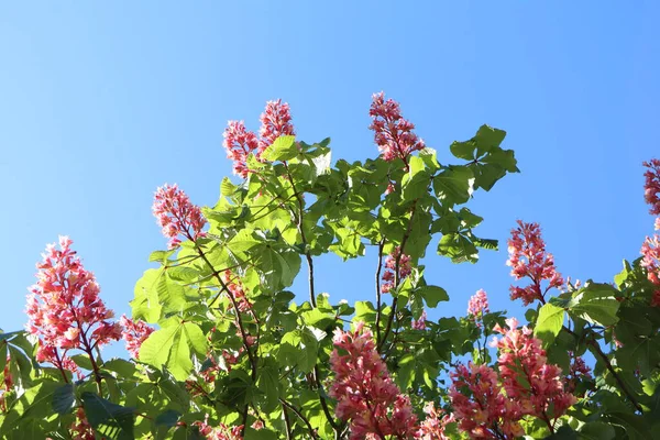 Kestane ağacı çiçekleri mavi gökyüzüne karşı, pembe çiçekler kestane ağacında, ilkbahar doğa fotoğrafçılığı, çiçeklerin yakın çekimi, canlı çiçek sahnesi.