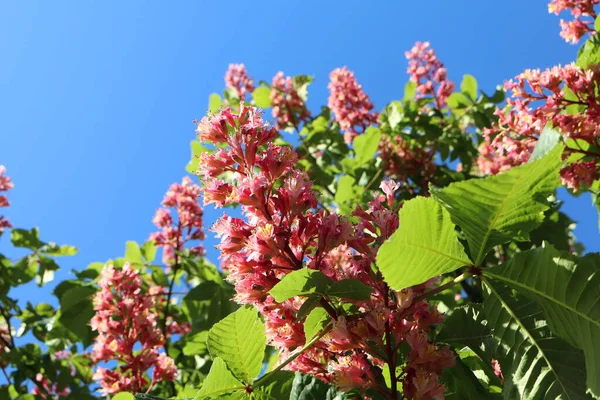 Kestane ağacı çiçekleri mavi gökyüzüne karşı, pembe çiçekler kestane ağacında, ilkbahar doğa fotoğrafçılığı, çiçeklerin yakın çekimi, canlı çiçek sahnesi.