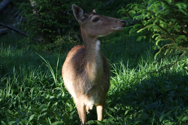 Ormandaki genç dişi geyik