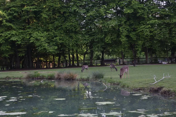 Gölette otlayan bir grup geyik, huzurlu vahşi yaşam manzarası, ormandaki geyik, suyun yanındaki genç geyik, dingin doğa fotoğrafçılığı, su kenarındaki doğal yaşam alanında geyik..