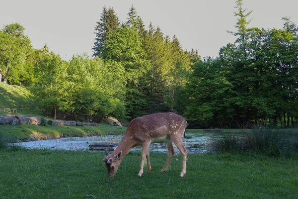 Fawn gölün kenarında otluyor, çimenlerde beslenen genç geyik, ormandaki vahşi yaşam, huzurlu doğa manzarası, doğal habitatta geyik, sakin vahşi yaşam fotoğrafçılığı..
