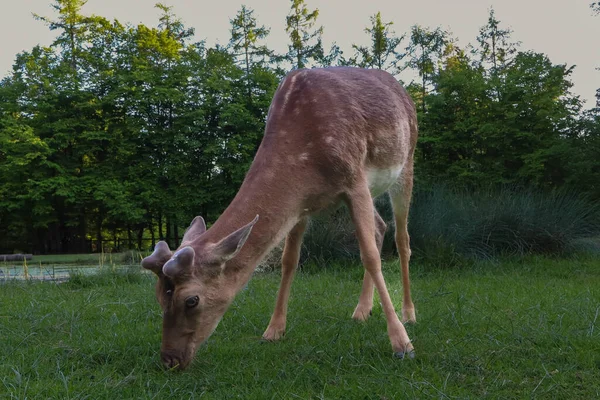 Ormanda küçük boynuzlu genç geyik, doğada yavru geyik, vahşi yaşam fotoğrafçılığı, barışçıl geyik otlaması, sakin vahşi yaşam sahnesi, suyun yakınındaki doğal yaşam alanında geyik.