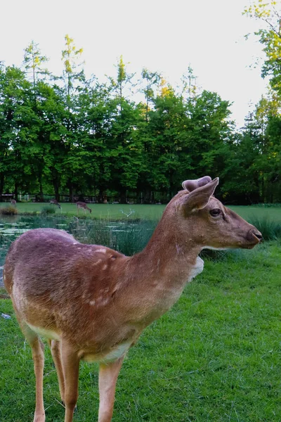 Ormanda küçük boynuzlu genç geyik, doğada yavru geyik, vahşi yaşam fotoğrafçılığı, barışçıl geyik otlaması, sakin vahşi yaşam sahnesi, suyun yakınındaki doğal yaşam alanında geyik..