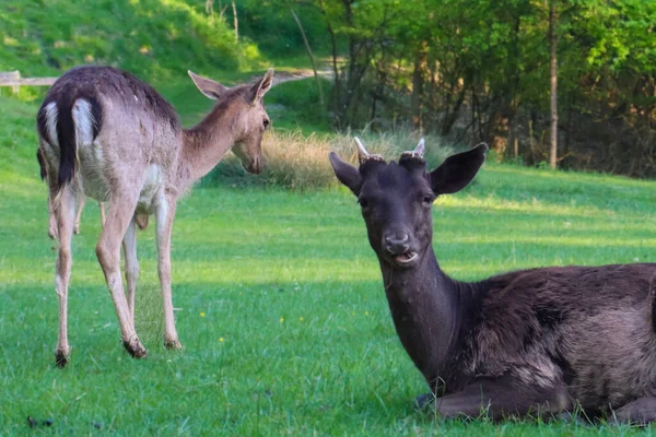 Ormanda iki genç geyik, biri dinleniyor ve biri ayakta, barışçıl vahşi yaşam sahnesi, doğada yavru geyikler, doğal yaşam alanı, sakin geyik fotoğrafları, vahşi yaşam..