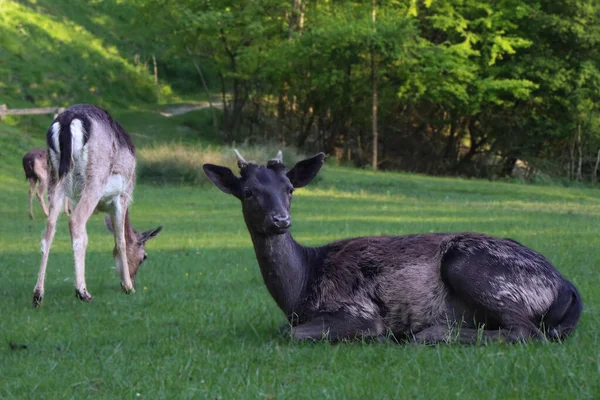 Çimenlerde dinlenen genç geyik, küçük boynuzlu benekli geyik, huzurlu vahşi yaşam sahnesi, ormanda iki geyik, doğal yaşam alanında geyik, sakin doğa fotoğrafı..