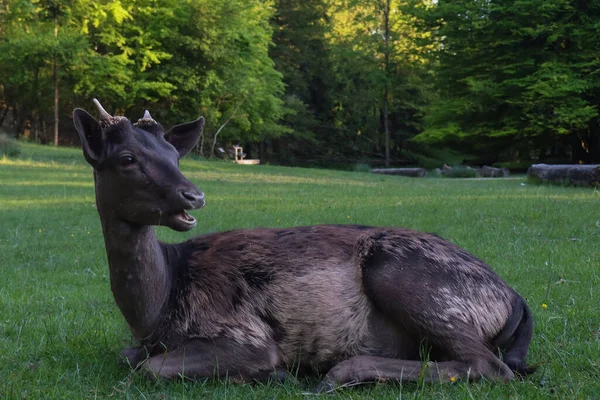 Çimlerde dinlenen genç geyik, huzurlu vahşi yaşam sahnesi, küçük boynuzlu genç geyik, doğa ve vahşi yaşam fotoğrafçılığı, doğal habitatta geyik, vahşi doğada geyik rahatlaması.
