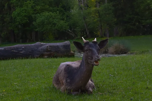Çimenlerde dinlenen genç geyik, küçük boynuzları olan benekli geyik, vahşi yaşam fotoğrafçılığı, doğal yaşam alanında geyik, ormanda bir geyiğin huzurlu manzarası, bir geyiğin yakın çekimi..
