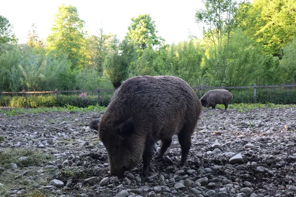 Ormanda yiyecek arayan yaban domuzları, kayalık zeminde otlayan iki yaban domuzu, doğal yaşam alanında domuzlar, vahşi hayvan fotoğrafçılığı, vahşi doğada yabani domuzlar, doğa ve vahşi yaşam..